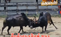 คลิปวัวชนย้อนหลัง ผลการชน โหนดเพชร อบต  VS ดุกด้างนรสิงห์ (ลูกขวัญ)