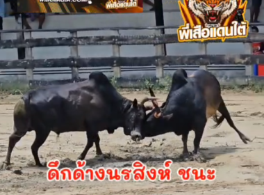 คลิปวัวชนย้อนหลัง ผลการชน โหนดเพชร อบต  VS ดุกด้างนรสิงห์ (ลูกขวัญ)