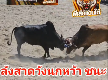 คลิปวัวชนย้อนหลัง  ผลการชน ดุกด้างเพชรศิริมงคลชัย (น้ำตาล) VS ลังสาดวังนกหว้า (ตาดำ)