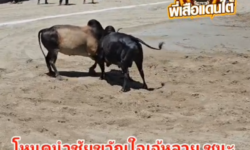 คลิปวัวชนย้อนหลัง  ผลการชน โหนดงามนำชัยขวัญใจเจ๊หลวย VS ลังสาดเทพราชา