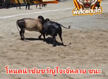 คลิปวัวชนย้อนหลัง  ผลการชน โหนดงามนำชัยขวัญใจเจ๊หลวย VS ลังสาดเทพราชา