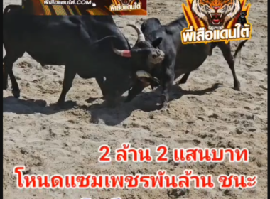 คลิปวัวชนย้อนหลัง  ผลการชน โหนดหลังขาวแสนเชิงเล็ก (มดหนอย) VS โหนดแซมเพชรพันล้าน (ไอ้ถุงเงิน)