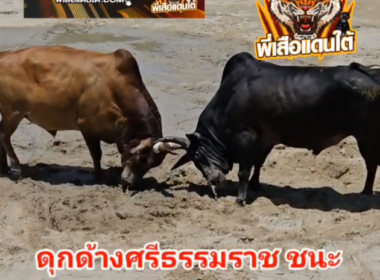 คลิปวัวชนย้อนหลัง ผลการชน ลังสาดเพชรไสเตียน (ไอ้ขี้ก) VS ดุกด้างศรีธรรมราช (ไอ้จุก)