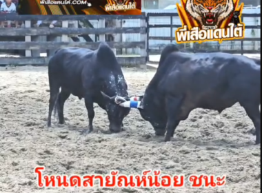 คลิปวัวชนย้อนหลัง  ผลการชน นิลรีเทิร์นเจริญทรัพย์ (นกคุ้ม)  VS โหนดสายัญห์น้อยลูกแสนชัย