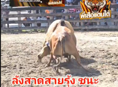 คลิปวัวชนย้อนหลัง ผลการชน โหนดรถเหล็กทรัพย์สมพงษ์ (ไอ้สั่งเก็บ) VS นิลซุปเปอร์เล็ก (จอมแฉ)