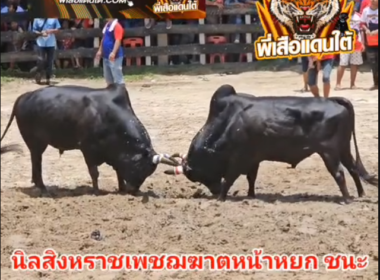 คลิปวัวชนย้อนหลัง  ผลการชน นิลแซมยอดภูผา (ปีโป้) VS นิลสิงหราชเพชฌฆาตหน้าหยก (ตาปี)