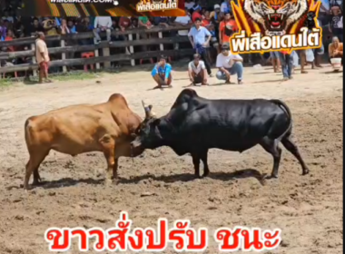 คลิปวัวชนย้อนหลัง ผลการชน ขาวสั่งปรับ VS นิลพยัคฆ์เล็ก (หมูดิน)