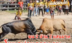 คลิปวัวชนย้อนหลัง ผลการชน ขาวงามตุ๊กตาทอง (สามชาย) VS โหนดอัศวินสิงห์นักล่า (ท่านกวาง)