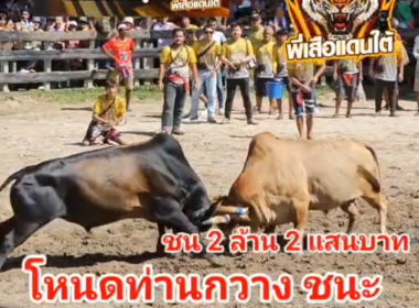 คลิปวัวชนย้อนหลัง ผลการชน ขาวงามตุ๊กตาทอง (สามชาย) VS โหนดอัศวินสิงห์นักล่า (ท่านกวาง)