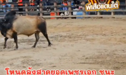 คลิปวัวชนย้อนหลัง ผลการชน โคโหนดลังสาดยอดเพชรเอก (ลีลา)  VS  โคดุกด้างงามเพชรรุ่งเรือง