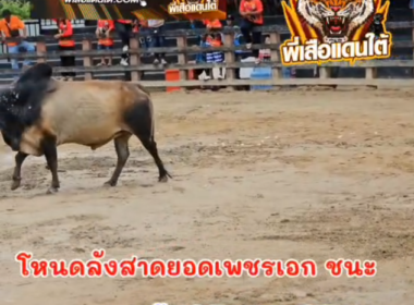 คลิปวัวชนย้อนหลัง ผลการชน โคโหนดลังสาดยอดเพชรเอก (ลีลา)  VS  โคดุกด้างงามเพชรรุ่งเรือง