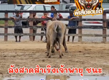 คลิปวัวชนย้อนหลัง ผลการชน  โคลังสาดมังกรดำ  VS โคลังสาดสำเริงเจ้าพายุ