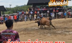 คลิปวัวชนย้อนหลัง  ผลการชน โคลังสาดพยัคฆ์สองเล (ไข่ลาย)  VS  โคโหนดสิงห์คีรี