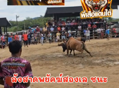 คลิปวัวชนย้อนหลัง  ผลการชน โคลังสาดพยัคฆ์สองเล (ไข่ลาย)  VS  โคโหนดสิงห์คีรี