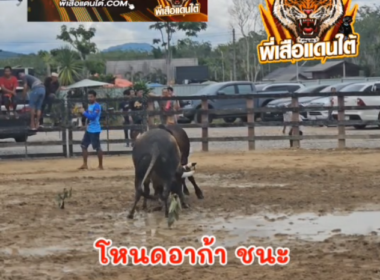 คลิปวัวชนย้อนหลัง  ผลการชน โหนดหลังขาวฟ้าวันใหม่ (อาก้า) VS  ลังสาดงามโคราชา (สองเมือง)