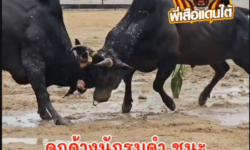 คลิปวัวชนย้อนหลังผลการชน ดำคู่บารมี  VS ดุกด้างนักรบดำ (ขุนศึก)