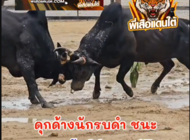 คลิปวัวชนย้อนหลังผลการชน ดำคู่บารมี  VS ดุกด้างนักรบดำ (ขุนศึก)