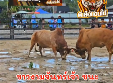 คลิปวัวชนย้อนหลัง ผลการชน แดงงามลูกวีออสพยัคฆ์เกรียงไกร (แดงเอียด)  VS ขาวจันทร์เจ้า (ไอ้จันทร์)