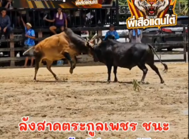 คลิปวัวชนย้อนหลัง  ผลการชน  ดุกด้างเพชรเฟื่องฟ้าดาราชัย (นินจา)  VS ลังสาดตระกูลเพชร (อ้ายหมวกแดง)