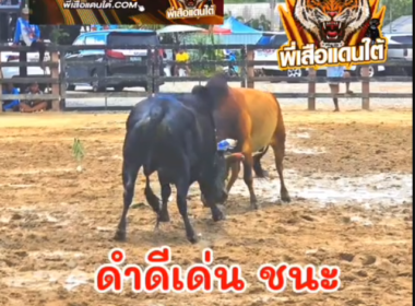 คลิปวัวชนย้อนหลัง  ผลการชน ลังสาดแก่นเพชรพิชิตชัย (แสนทน)  VS ดำดีเด่น