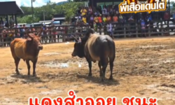 คลิปวัวชนย้อนหลัง ผลการชน แดงงามราชนาวี (สำออย)  VS โหนดหลังขาวเพชรพาราวู้ด (ไอ้แชมป์)