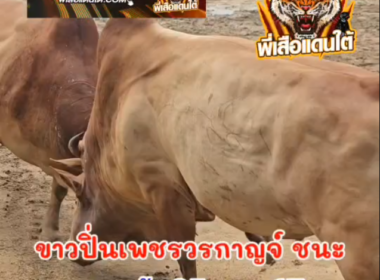 คลิปวัวชนย้อนหลัง ผลการชน โคขาวปิ่นเพชรวรกาญจ์ (พี่ขาว)  VS  โคแดงเพชรฆาตชาติพยัคฆ์ (ควายมหานคร)