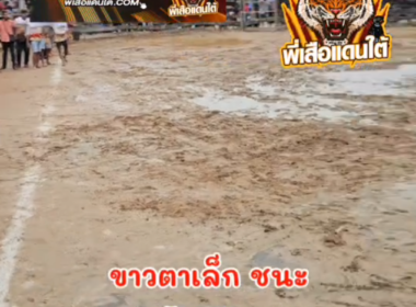 คลิปวัวชนย้อนหลัง ผลการชน ขาวทรัพย์อนุชาลำนารายณ์ (ตาเล็ก)  VS ลังสาดงามบุญบารมี (ไอ้ทองเหลือง)