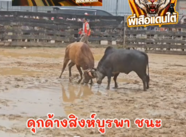 คลิปวัวชนย้อนหลัง ผลการชน ลันดาปาเจโร่ (มดหนอย)  VS ดุกด้างสิงห์บูรพา (พี่สิงห์)