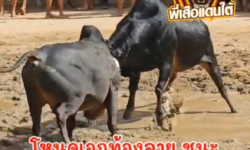 คลิปวัวชนย้อนหลัง ผลการชน โหนดคมพยัคฆ์ (ฉูฉี) VS โหนดเอกท้องลายราชบัณฑิต