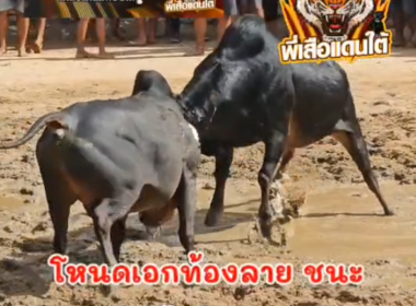 คลิปวัวชนย้อนหลัง ผลการชน โหนดคมพยัคฆ์ (ฉูฉี) VS โหนดเอกท้องลายราชบัณฑิต