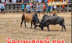 คลิปวัวชนย้อนหลัง ผลการชน ลังสาดทีเด็ดเพชรไดมอนด์  VS นิลงามแสงมณี