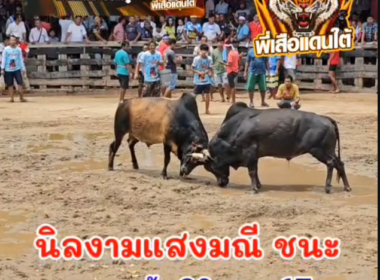 คลิปวัวชนย้อนหลัง ผลการชน ลังสาดทีเด็ดเพชรไดมอนด์  VS นิลงามแสงมณี