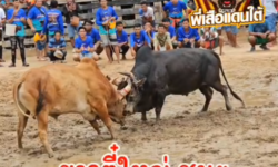 คลิปวัวชนย้อนหลัง ผลการชน ขาวงามพิชัยยุทธ (ตี๋ใหญ่)  VS  ดุกด้างลูกเพชรบุญมี (แม็คโค)