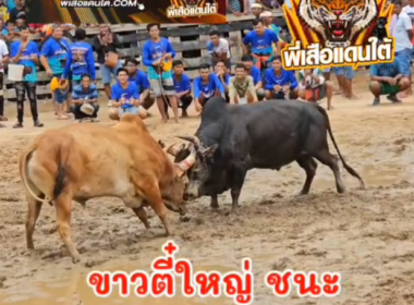 คลิปวัวชนย้อนหลัง ผลการชน ขาวงามพิชัยยุทธ (ตี๋ใหญ่)  VS  ดุกด้างลูกเพชรบุญมี (แม็คโค)