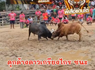 คลิปวัวชนย้อนหลัง ผลการชน แดงป้อมปืนเพชรปราการ (อ้ายทองพูล)  VS ดุกด้างดาวเกรียงไกรเพชรทองหล่อ (ดาวโจนส์)