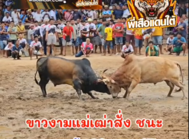 คลิปวัวชนย้อนหลัง ผลการชน โหนดหนึ่งเดียวเพชรแสนเหลี่ยม (หมํ่าเดียว)  VS ขาวงามแม่เฒ่าสั่ง