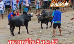 คลิปวัวชนย้อนหลัง ผลการชน โหนดงามพิทักษ์ชัย VS โหนดท้องลายลีลายุทธตะวันเดือด (เพชรเอก)