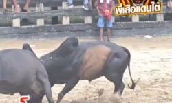 คลิปวัวชนย้อนหลัง ผลการชน โหนดภูกรทองเพชรพันธวงศ์  VS  ดุกด้างแซมแสนเพชร (ท่านหนมโค)