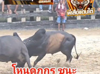 คลิปวัวชนย้อนหลัง ผลการชน โหนดภูกรทองเพชรพันธวงศ์  VS  ดุกด้างแซมแสนเพชร (ท่านหนมโค)