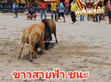 คลิปวัวชนย้อนหลัง  ผลการชน หนดแสนชัยแสนสามารถ (ไอ้กวาง)  VS ขาวงามเทพวีรศิลป์ (สายฟ้า)