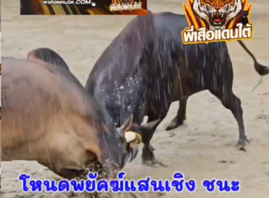 คลิปวัวชนย้อนหลัง ผลการชน โหนดพยัคฆ์แสนเชิง (ไอ้ปัญหา)  VS ลังสาดเกียรติเกรียงไกร (ไอ้ดื้อ)