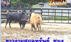 คลิปวัวชนย้อนหลัง ผลการชน ขาวงามสกุลทรัพย์ลีลายุทธ (เสือขาว)  VS  ดุกด้างเทพบัญชาชัย