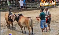 คลิปวัวชนย้อนหลัง ผลการชน ดุกด้างเพชรมีชัย (อ้ายครุฑ)  VS  โหนดจักรเพชร (ลูกโหนด)