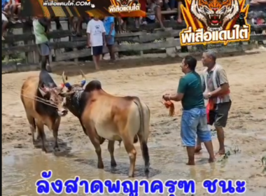 คลิปวัวชนย้อนหลัง ผลการชน ดุกด้างเพชรมีชัย (อ้ายครุฑ)  VS  โหนดจักรเพชร (ลูกโหนด)