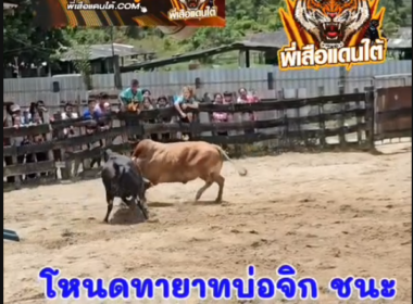 คลิปวัวชนย้อนหลัง ผลการชน ขาวงามยอดนำชัย (ฟ้าลั่น)  VS  โหนดงามเพชรฆาตทายาทบ่อจิก (บุญมี)