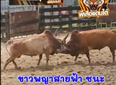 คลิปวัวชนย้อนหลัง ผลการชน  ขาวพญาสายฟ้า (ลูกแดง) VS ลันดาสิงห์สยาม (ไอ้เจ้าเงาะ)