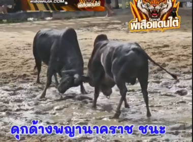 คลิปวัวชนย้อนหลัง ผลการชน  ดุกด้างพญานาคราชทายาทพญาโค (ไอ้ลุย)  VS  โหนดแต้มแซมลายยอดสมคิดพูลทรัพย์