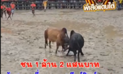 คลิปวัวชนย้อนหลัง ผลการชน ลังสาดเหลี่ยมเพชร (เบียร์สิงห์) VS โหนดศิริชัยใจเย็น