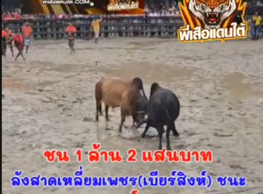 คลิปวัวชนย้อนหลัง ผลการชน ลังสาดเหลี่ยมเพชร (เบียร์สิงห์) VS โหนดศิริชัยใจเย็น