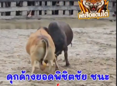 คลิปวัวชนย้อนหลัง ผลการชน โหนดยุทธจักร (อ้ายคต) VS ดุกด้างเพชรเฉลิมชัย (ลูกหมี ไชยา)